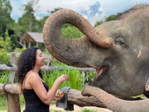 Elephant Sanctuary Cambodia, Pickup and drop off included - Meet the Sanctuary Team and Learn What “Rescue” Means Here