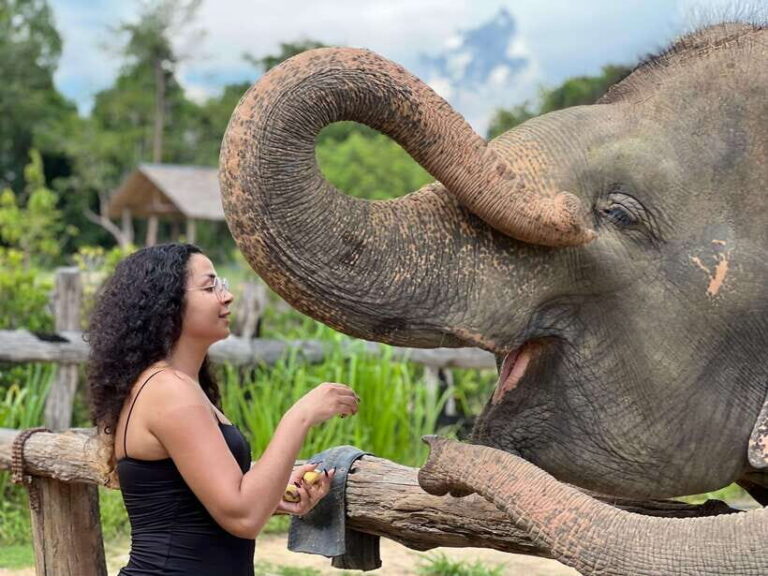 Elephant Sanctuary Cambodia, Pickup and drop off included - Meet the Sanctuary Team and Learn What “Rescue” Means Here