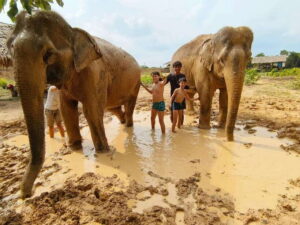 From Siem Reap: Elephant Sanctuary Experience with Transfers - Your Guide’s Briefing and the Elephant-Respect Rules