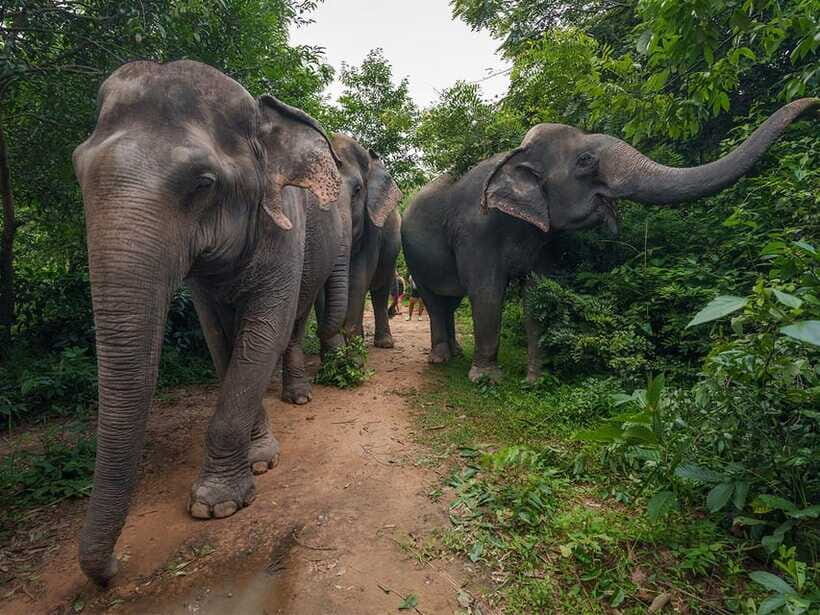 Kulen Elephant Forest Tour with Hotel Pick-up & Drop off - Price and value: is $139 worth it?