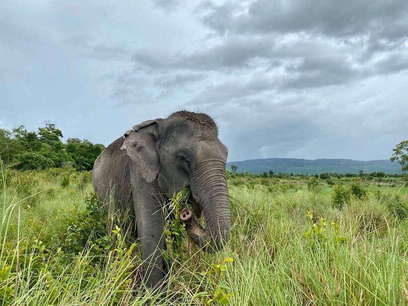Kulen Mountain Day Trip with Picnic & Kulen Elephant Forest - Kulen Mountain from Siem Reap: temples, waterfalls, and elephant time in one day
