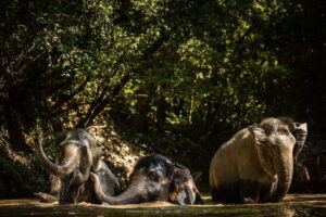Kulen Mountain Day Trip with Picnic & Kulen Elephant Forest - The 7:30 AM drive: village scenes, rice paddies, and palm sugar at Phum Preah Dak