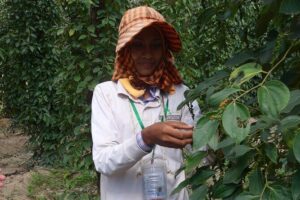 La Plantation tour (discovering Kampot Pepper) + Lunch - Pepper and Spice Tasting: Turning Flavor Into Something You Can Cook