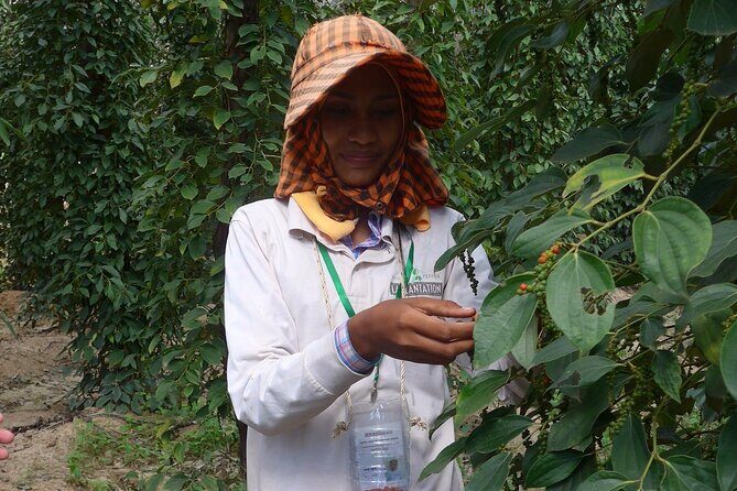 La Plantation tour (discovering Kampot Pepper) + Lunch - Pepper and Spice Tasting: Turning Flavor Into Something You Can Cook