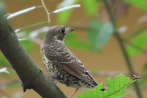 Phnom Penh Birding Experience and Brunch - Areyksat Dock to Mekong Wetland Driving: Time Well Spent