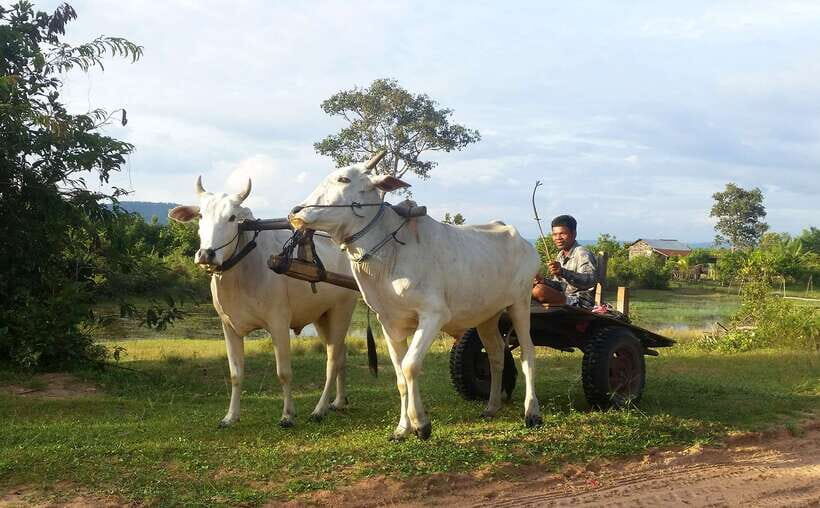 Siem Reap: 6-Hour Easy Rider Motorbike Tour - Pace, Comfort, and the Real Effort of Six Hours