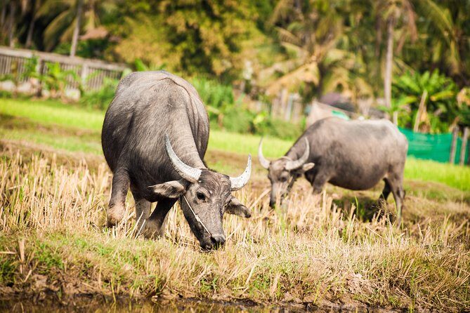 Siem Reap Countryside Guided Tour by Bike and E-Bike Private Tour - Meeting at ផ្ទះគ្រូ Café and how the morning flows