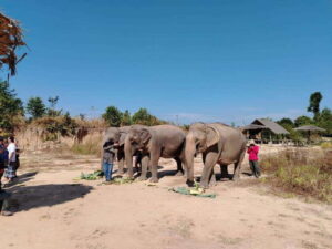 Siem Reap: Elephants & Apopo Rat Demining Private Trip - Elephant Sanctuary Time: Snacks, Pond Play, Mud Baths, and River Washes
