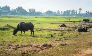 Siem Reap: Guided Countryside Bike Tour - Getting set up: Trek bikes, helmets, and a guide who keeps you in sync