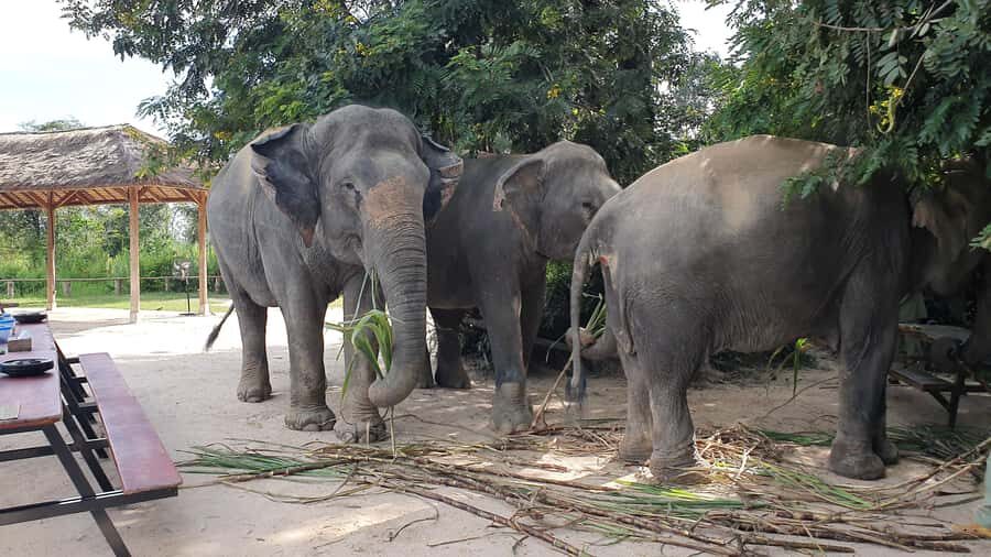 Siem Reap: Kulen Elephant Forest Guided Tour - The Morning (or Afternoon) Flow: Briefing, Snacks, and First Elephant Contact