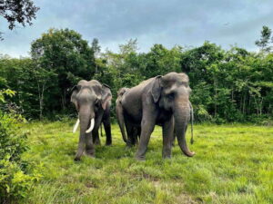 Siem Reap: Kulen Elephant Forest & Tonlesap Lake - Getting there from Siem Reap: pickup, A/C comfort, and a longish road