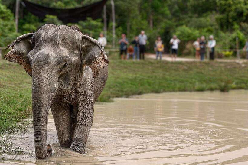 Siem Reap: Small Group Tour of Kulen Elephant Forest - Key things to know before you go