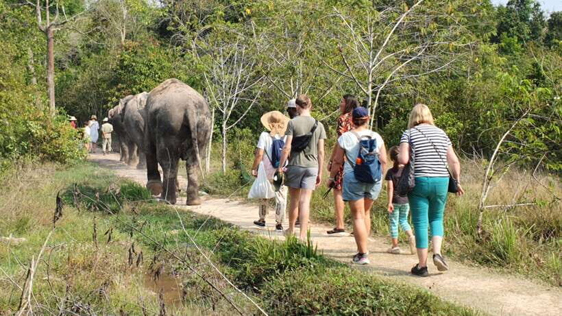 Siem Reap: Small Group Tour of Kulen Elephant Forest - Practical tips that help you enjoy it more