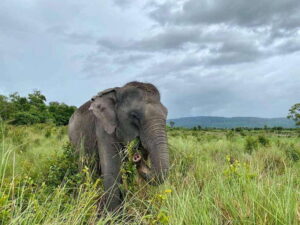 Siem Reap: Small Group Tour of Kulen Elephant Forest - Getting There from Siem Reap: Pickup, Shuttle Time, and Heat