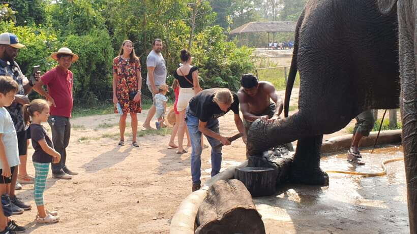 Siem Reap: Small Group Tour of Kulen Elephant Forest - Watching the elephants at their pace: pond time and elephant-to-elephant behavior