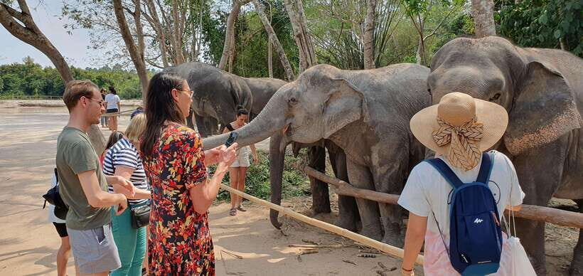 Siem Reap: Small Group Tour of Kulen Elephant Forest - Who this tour fits best (and who should think twice)
