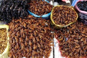 The Journey Phnom Penh to/from Siem Reap: A Memorable Tour - Your first stop on the road: Skun Spider and Insect Food Market